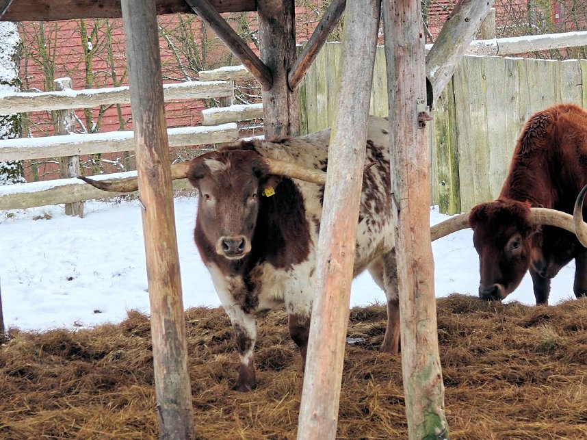 Hundeschlittenrennen im Harz
