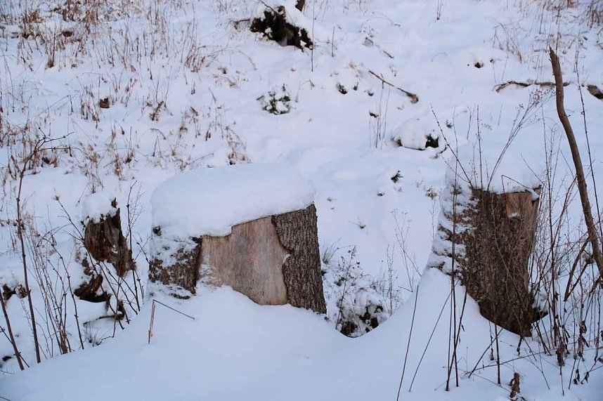 Winterlicher Harzausflug mit Kamera