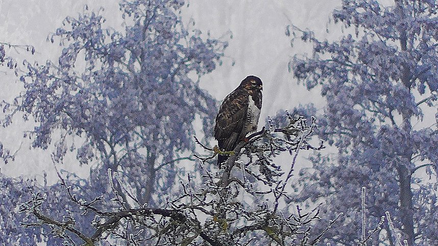 Winter in der Goldenen Aue