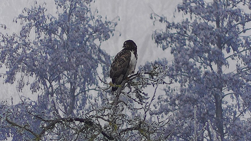 Winter in der Goldenen Aue