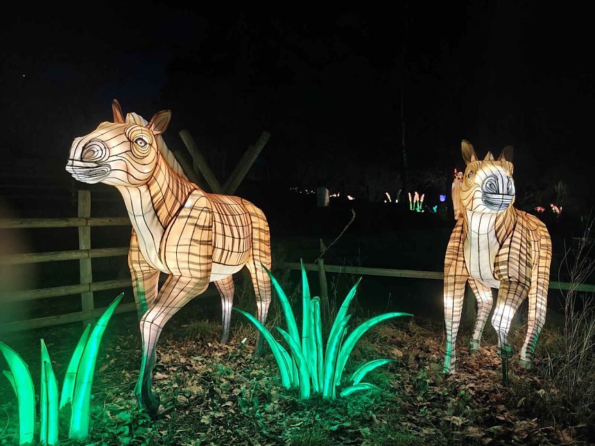 Magische Lichterwelten in Halle