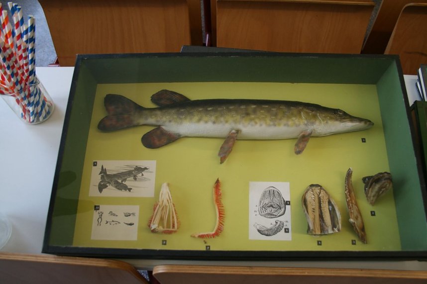 Tag der offenen T&uuml;r am Geschwister-Scholl-Gymnasium in Kelbra