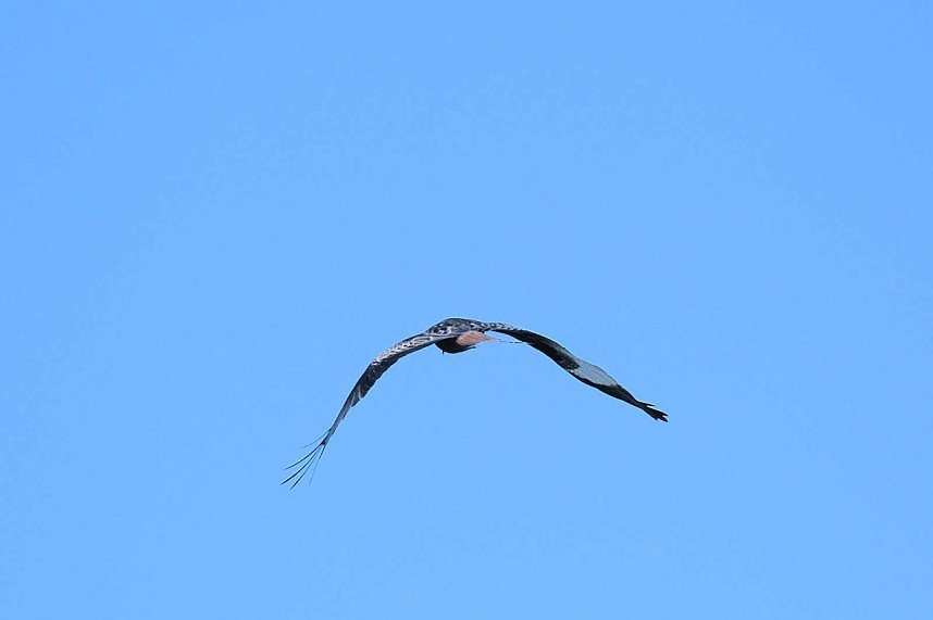 Storch und Co. am Stausee Kelbra
