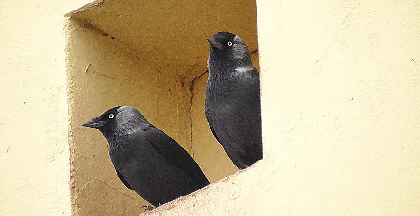 Vogelbeobachtung am Stausee Kelbra