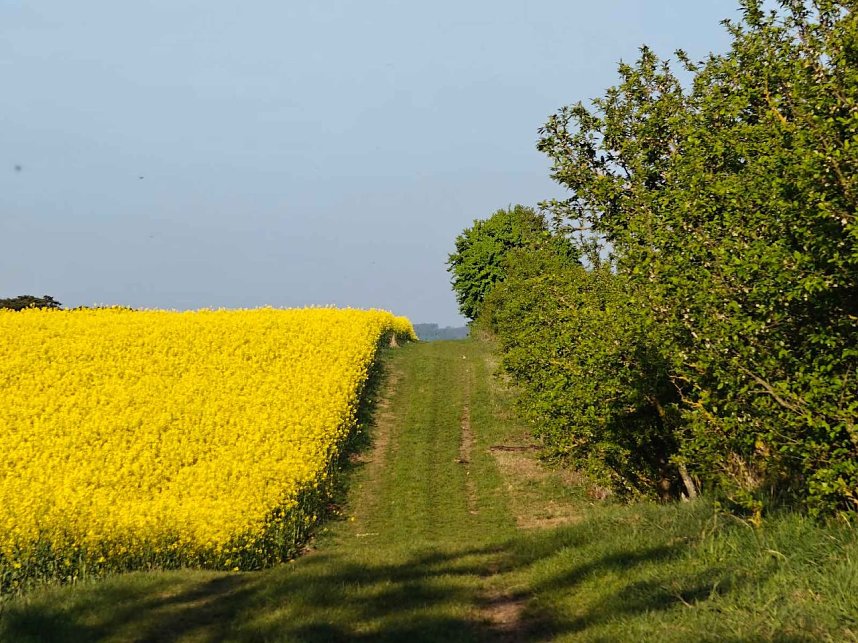 Gelbe Fr&uuml;hlingsstimmung