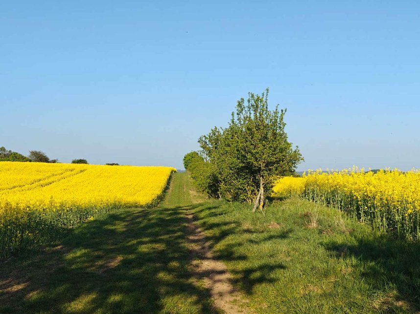 Gelbe Fr&uuml;hlingsstimmung
