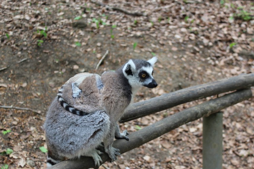 Besuch im Affenpark in Strau&szlig;berg (Th&uuml;ringen)
