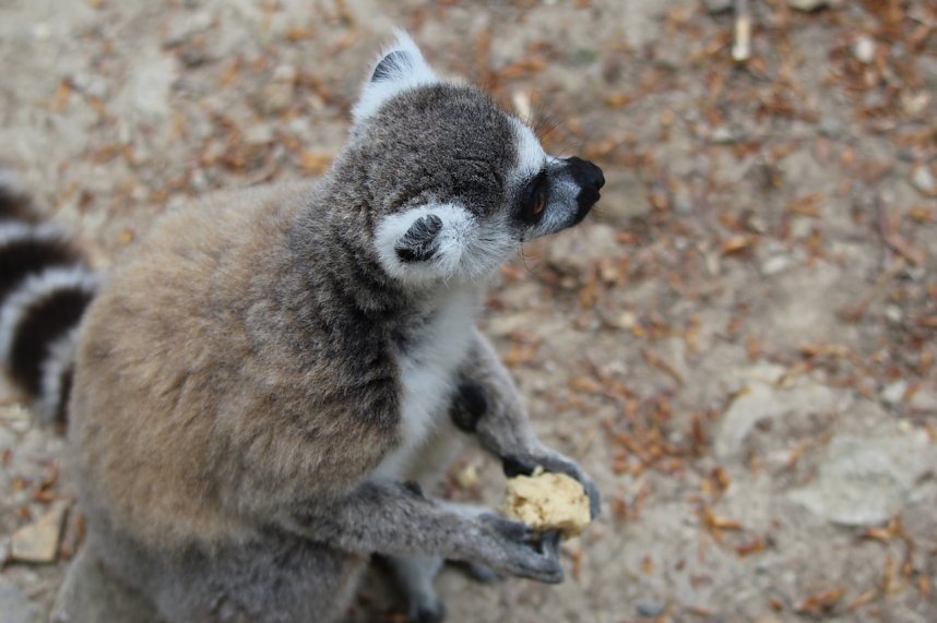 Besuch im Affenpark in Strau&szlig;berg (Th&uuml;ringen)