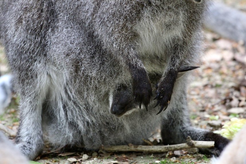 Besuch im Affenpark in Strau&szlig;berg (Th&uuml;ringen)