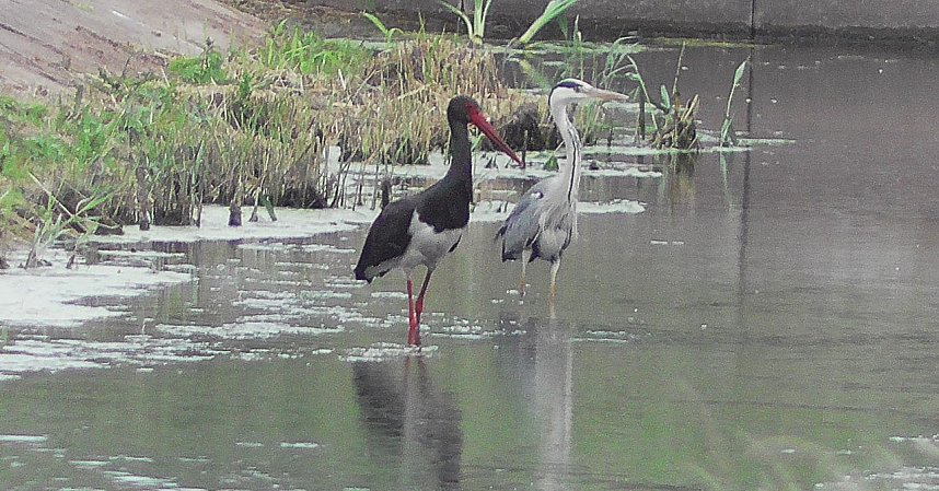 Schwarzstorch und Reiher in der Goldenen Aue
