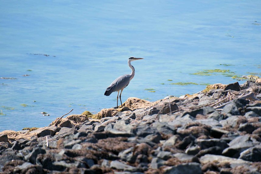 Peter Blei unterwegs am Stausee Kelbra 