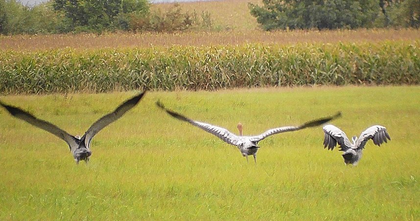 Kranichbeobachtung 