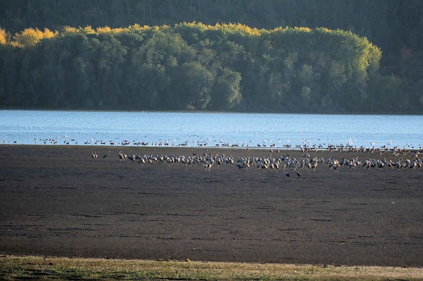 Kraniche &uuml;ber dem S&uuml;dharz