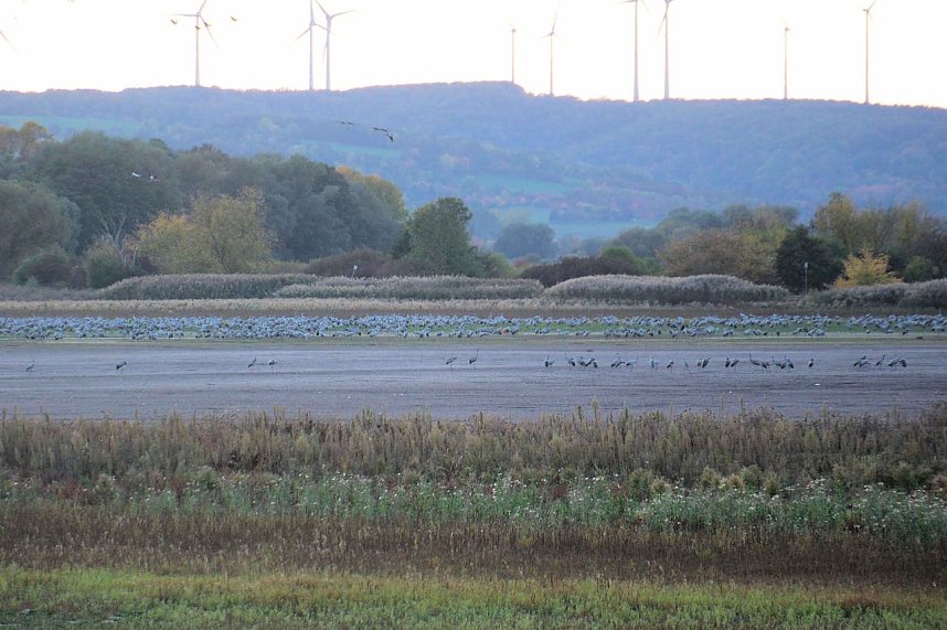 Kraniche &uuml;ber dem S&uuml;dharz