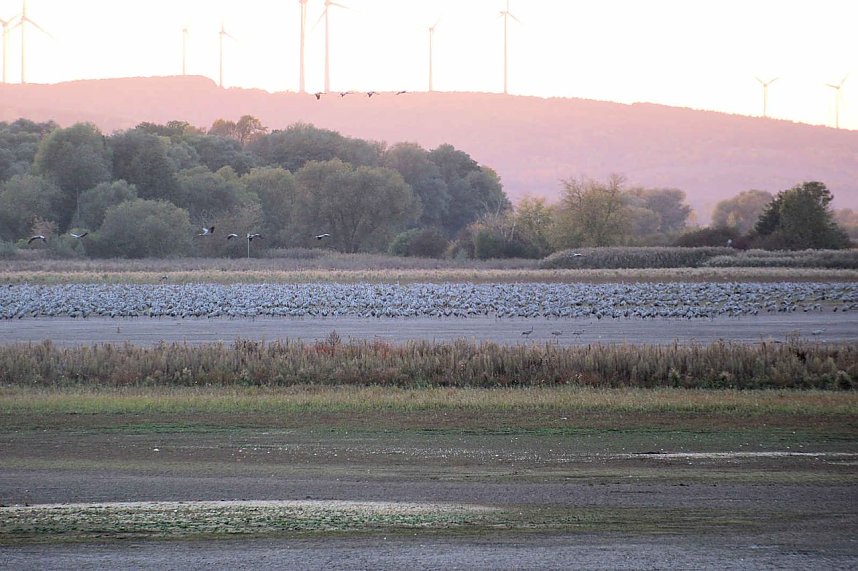 Kraniche &uuml;ber dem S&uuml;dharz