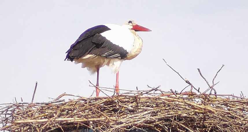 St&ouml;rche in der Goldenen Aue