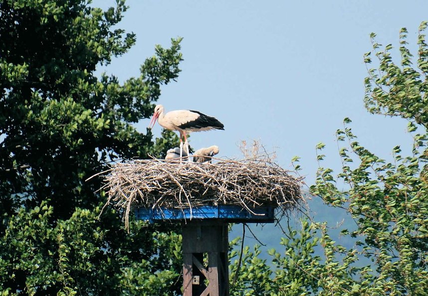 Impressionen vom Stausee Kelbra