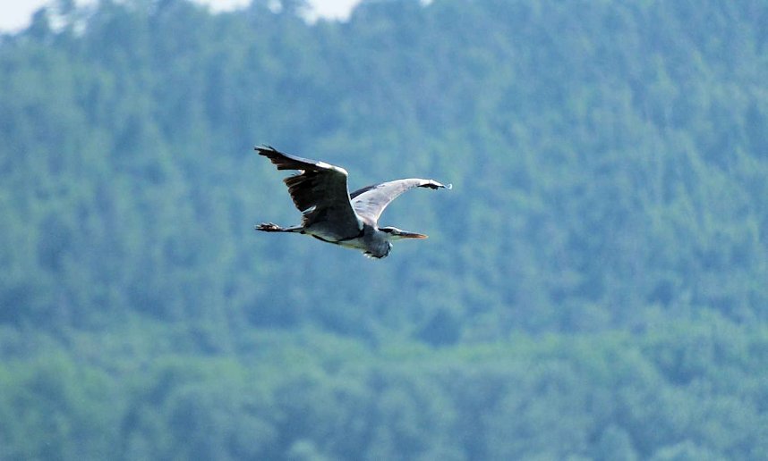 Impressionen vom Stausee Kelbra
