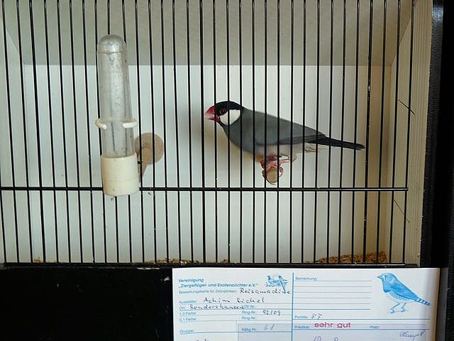 Vogelausstellung in Sondershausen